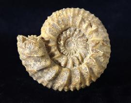 Pavlovia pavlovi (MICHALSKY 1890) - Bild © FossNet FossilienStore